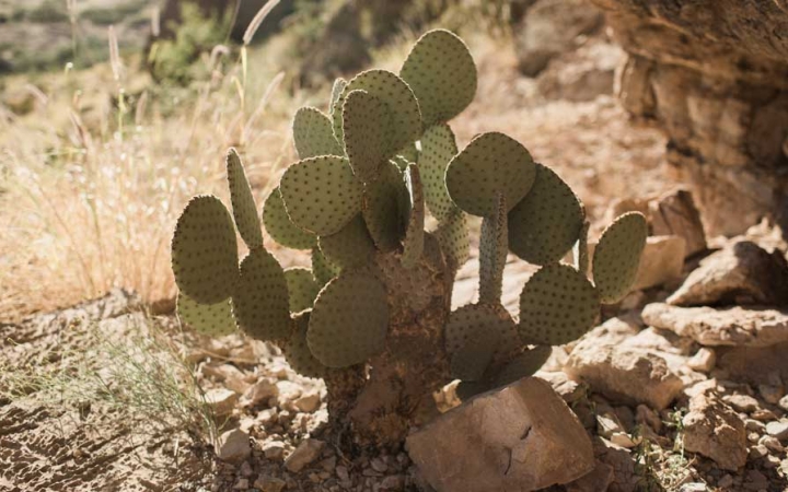a photo of a cactus in big bend, texas